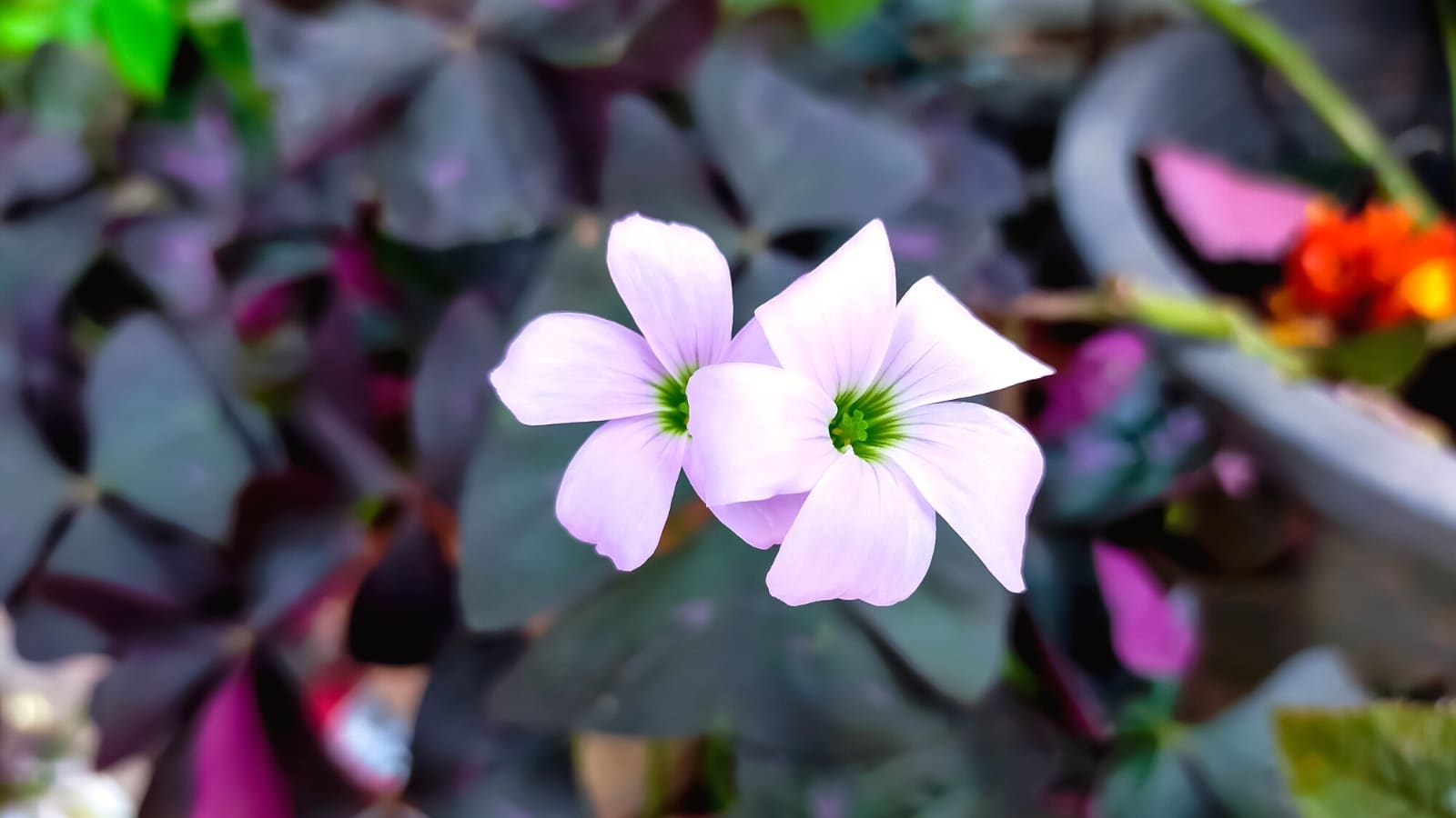 A close-up of Oxalis white flowers with delicate petals and bright green centers. The flowers contrast beautifully against the dark violet leaves, creating an enchanting display of colors and textures.