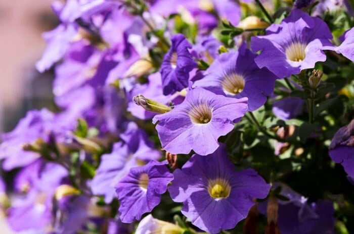 Purple petunias growing in a container during the spring