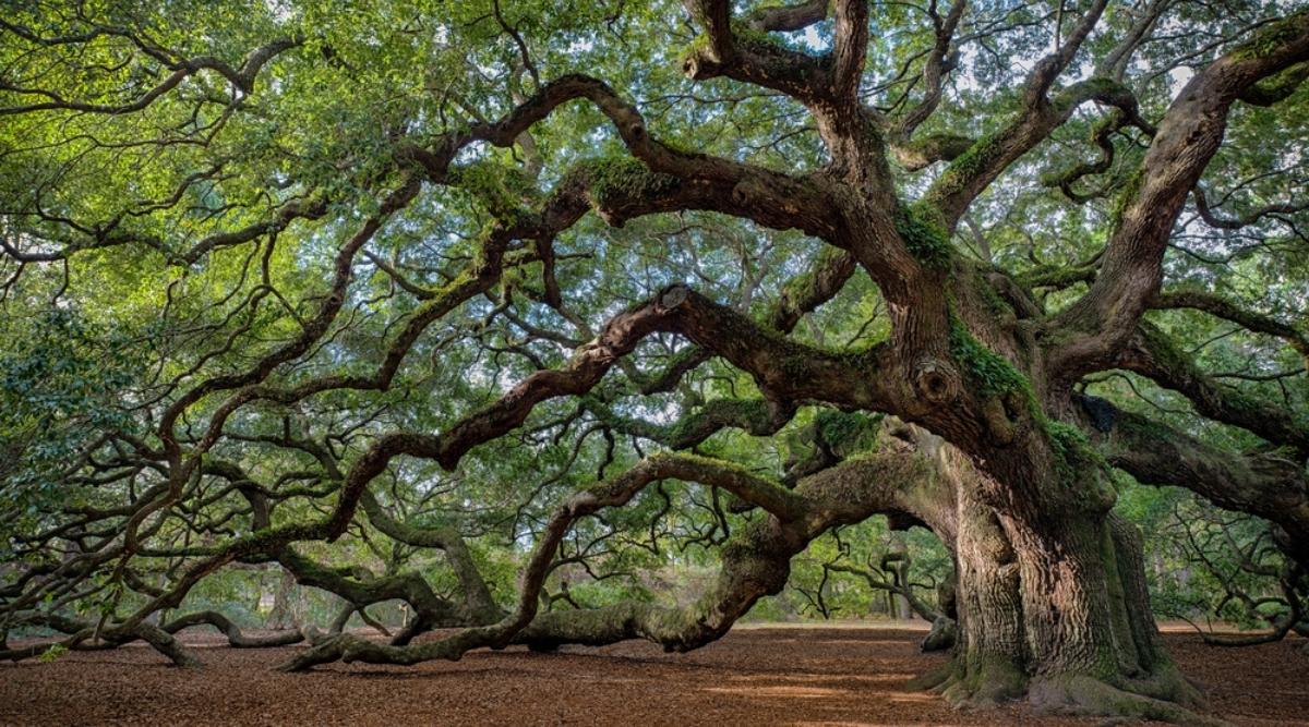 Quercus Oak