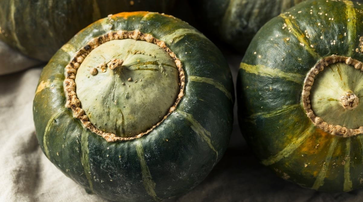 A close-up snapshot features the buttercup gourd having a deep green color placed somewhere with warm bright light