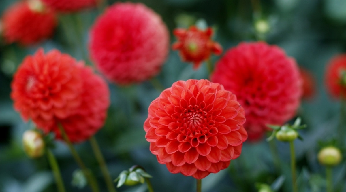 59 Types Of Red Flowers With Names And Pictures 59 Types Of Red Flowers With Names And Pictures