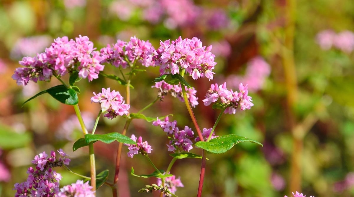 Red Flowered Buckwheat growing in garden with reddish pink flowers. The plants have green leaves on the tips, and the blooms are small and pink at the top of the plant.