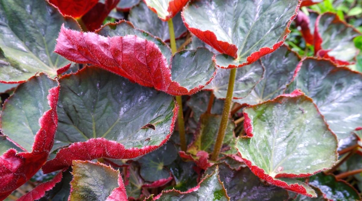 A lovely Red Undies  plant appearing to have vivid green surface on one side and bright red on the other, having vein-like markings on the leaves