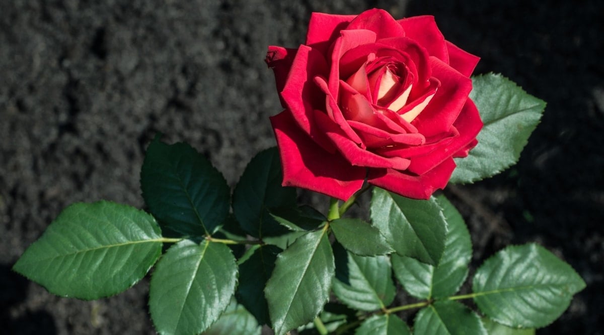 Red flower growing in dark black soil, with green foliage at the base of the flowers. The flower is bright red and in bloom. The foliage is dark, rich, and full of nutrients.