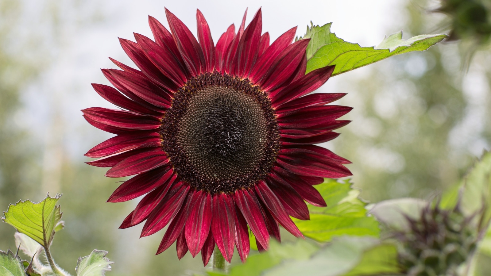 Sunflower Types And Varieties Varieties Of Sunflowers Tall To Short