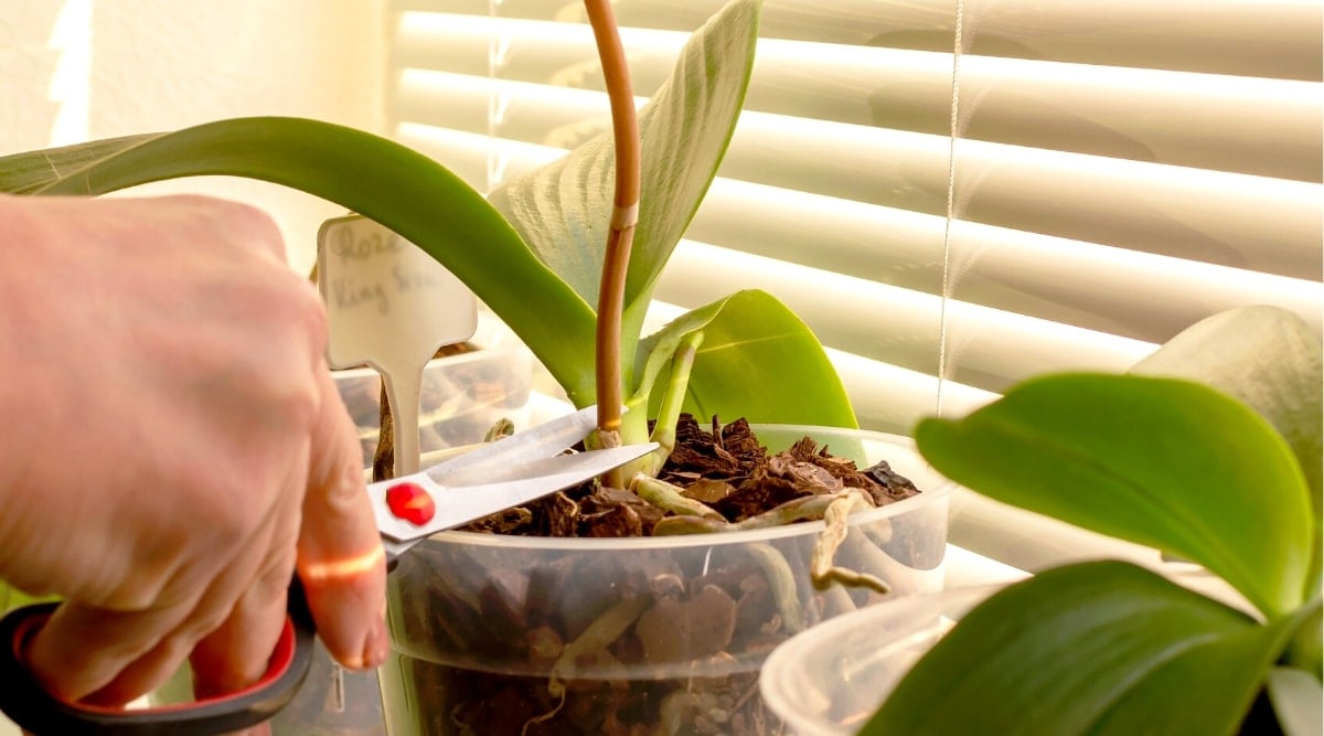 Close-up of a woman's hand cutting with scissors an old faded spike on an orchid plant, on a light windowsill. The plant has a long thick stem and large, oblong leaves, dark green in color. The orchid is surrounded by other potted plants.