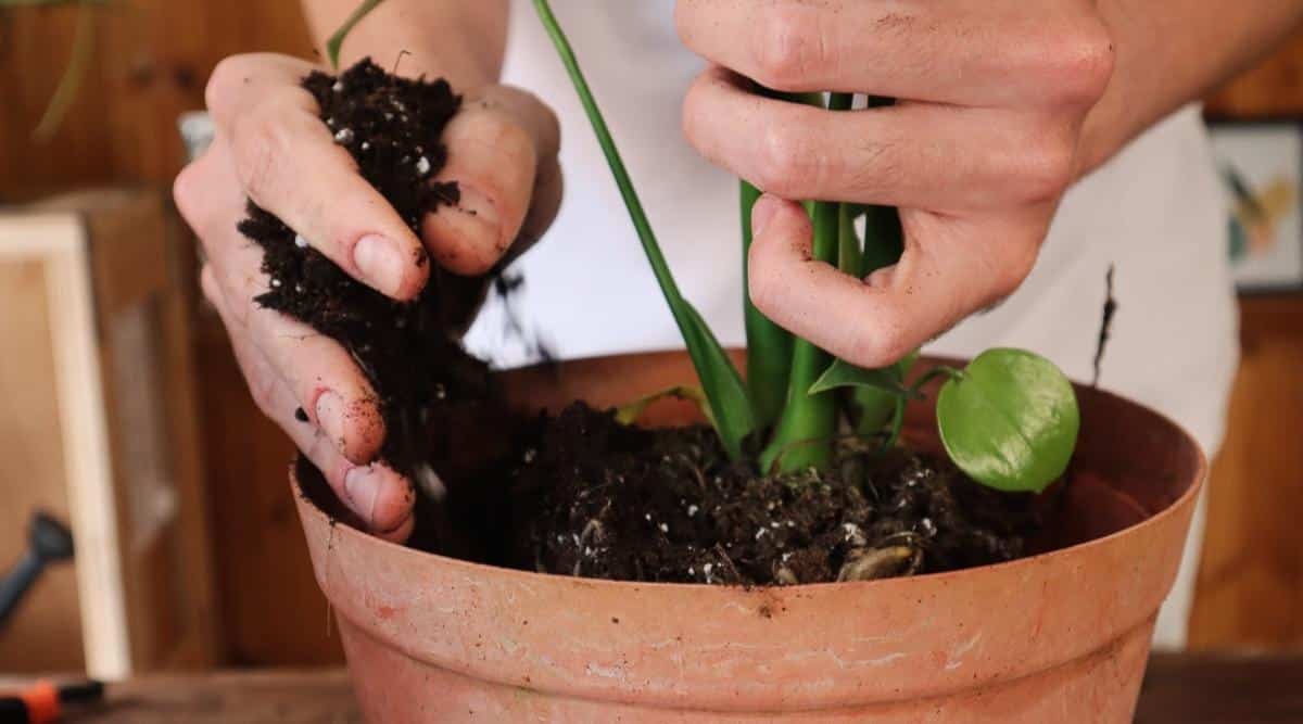 Close up of gardener replanting a house plant into a round plastic orange container. One hand is supporting the base of the plant and the other is adding potting mix to the pot.