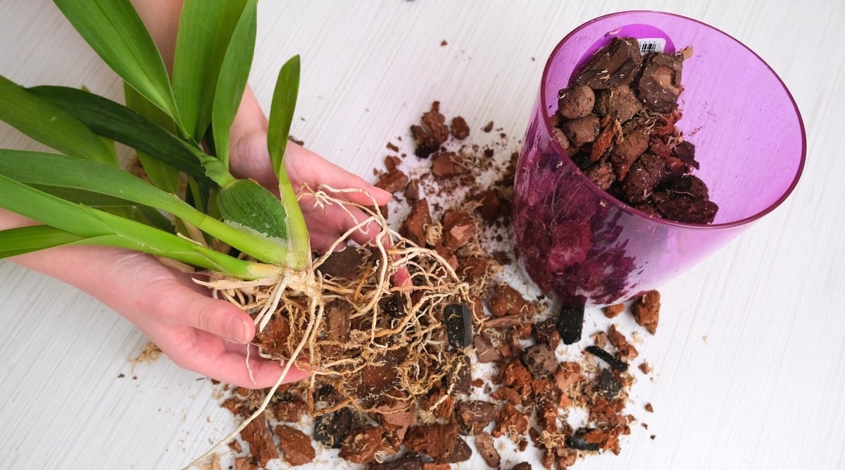Close-up, top view, female hands hold an orchid plant with bare roots over scattered bark. On the white table is also a translucent pink flower pot filled with bark-like potting soil. The orchid plant has dark green, long, oval leaves.
