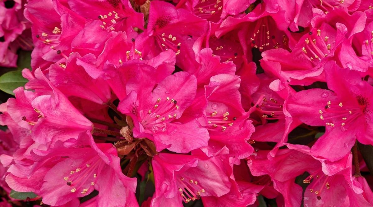 Rhododendron x ‘Nova Zembla’