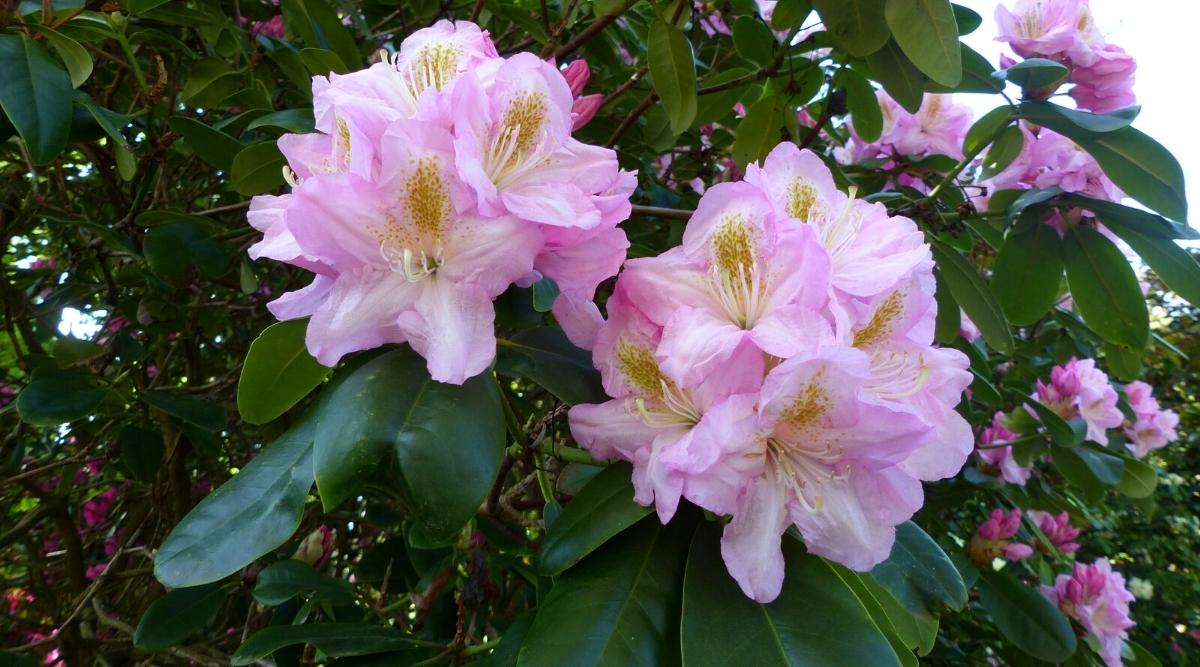 Rhododendron x ‘Scintillation’
