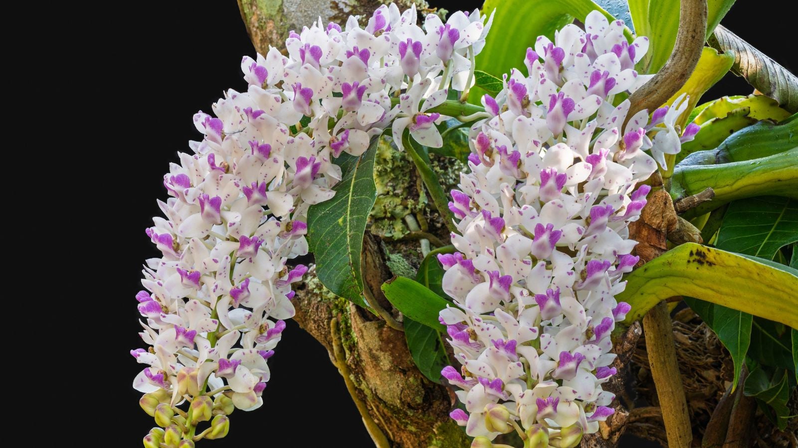 A shot of two Rhynchostylis gigantea flower clusters dangling off a tree trunk surrounded by bright green leaves
