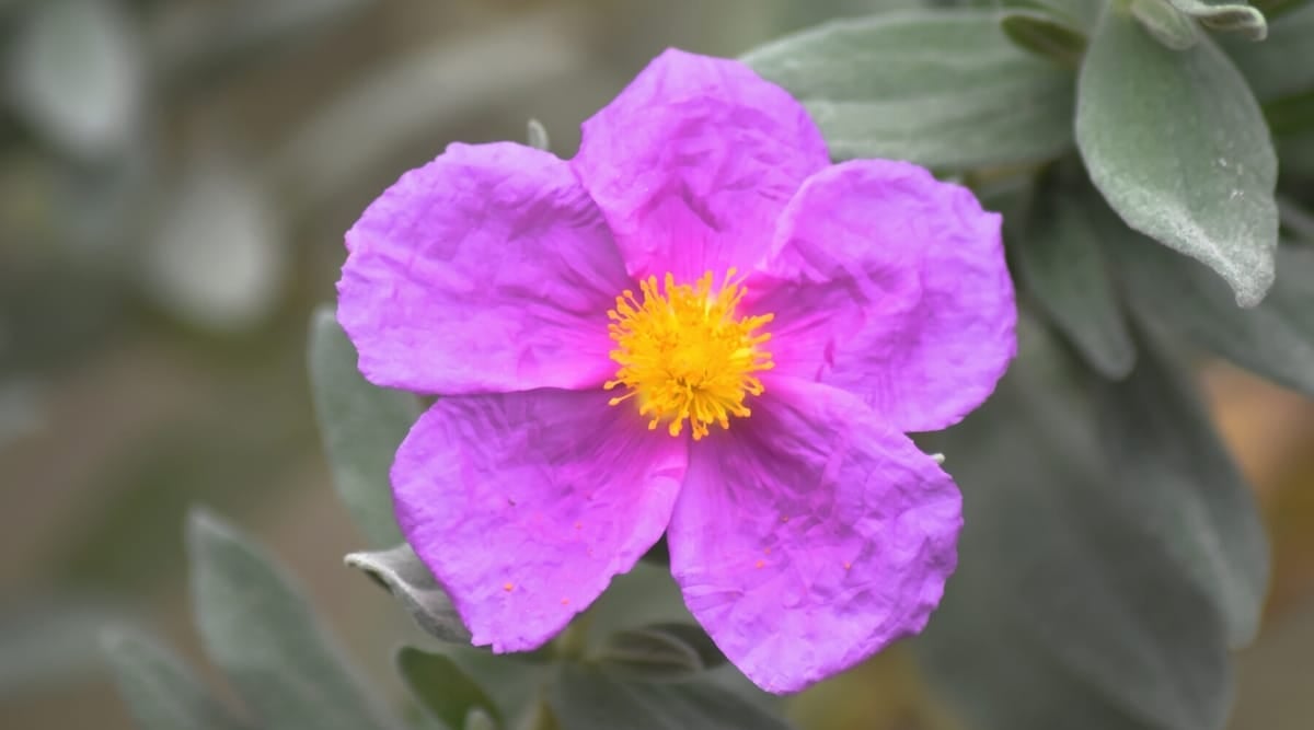 Close up of a bright pink flower that has five, flat, rounded, paper-like petals and a spiky, bright yellow center.
