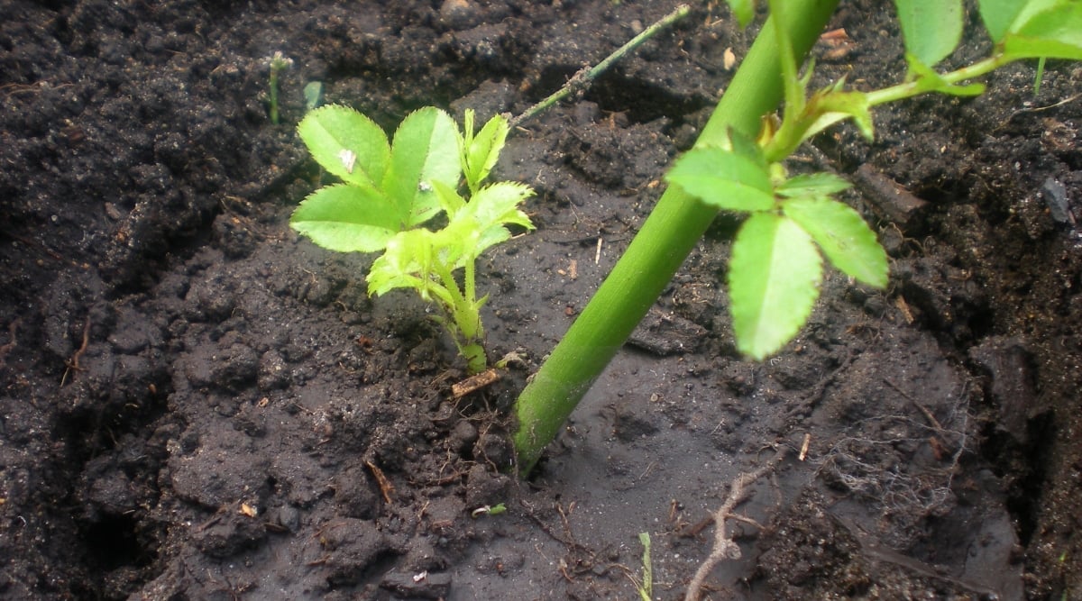 A close-up of a rose plant shows small, serrated, light green leaves and a thick, fleshy, green stem emerging from the moist, dark soil.