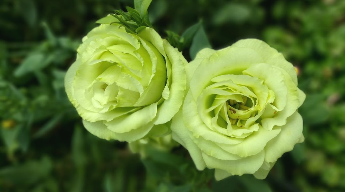 17 Unusual Roses For Unique Garden Appeal