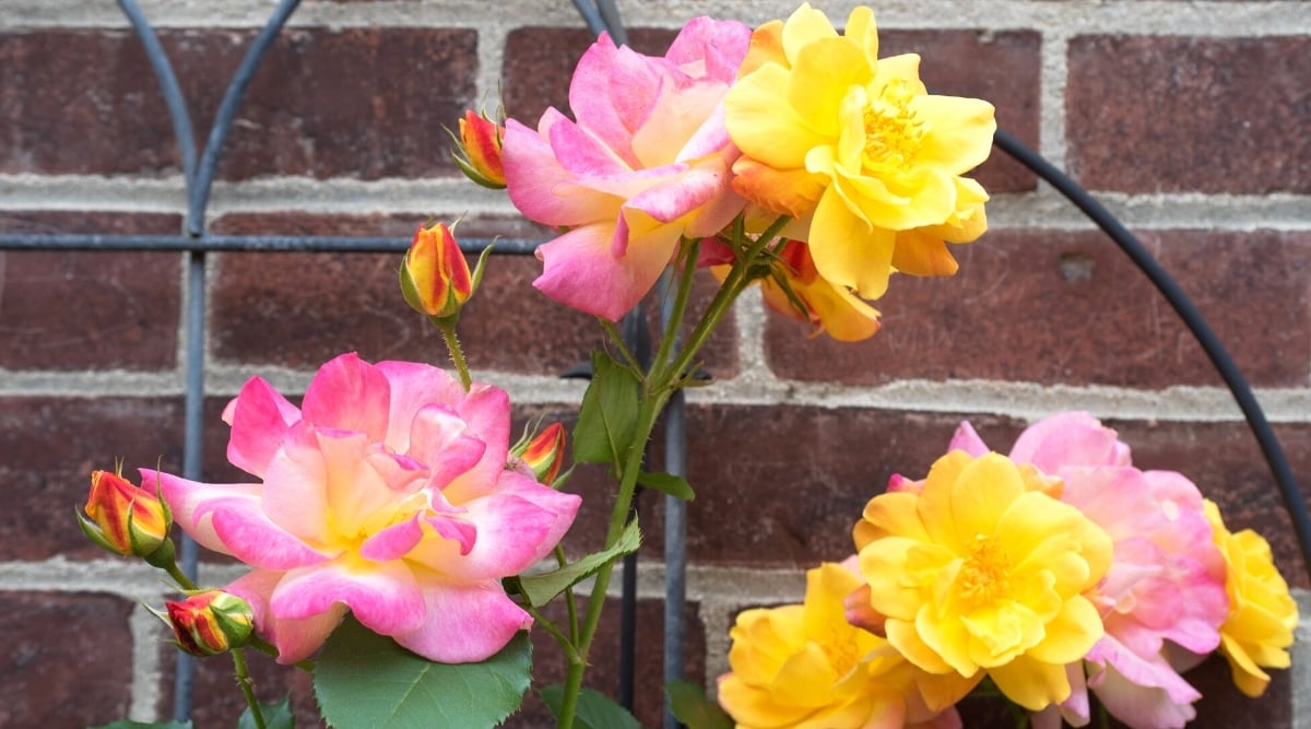 31 Beautiful Climbing Roses for Trellises and Arbors