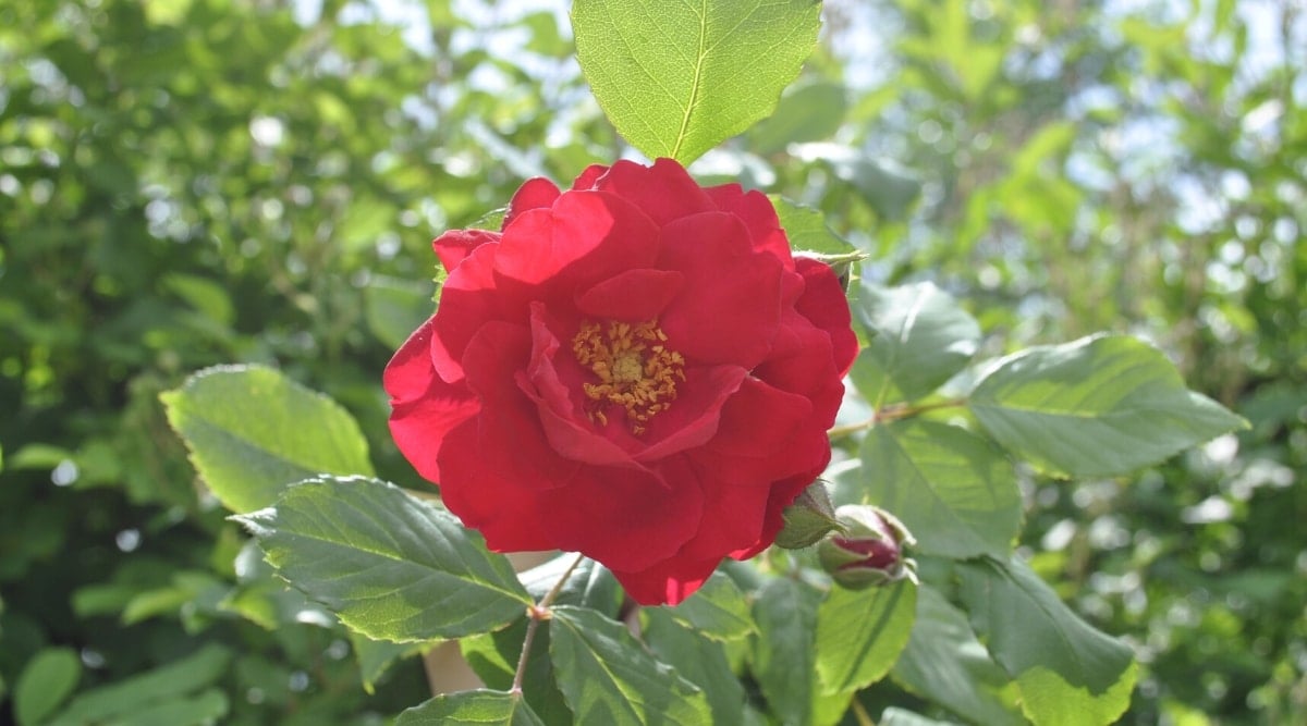 Close up of a large bright red flower with round, ruffled, petals and a spiky yellow center.