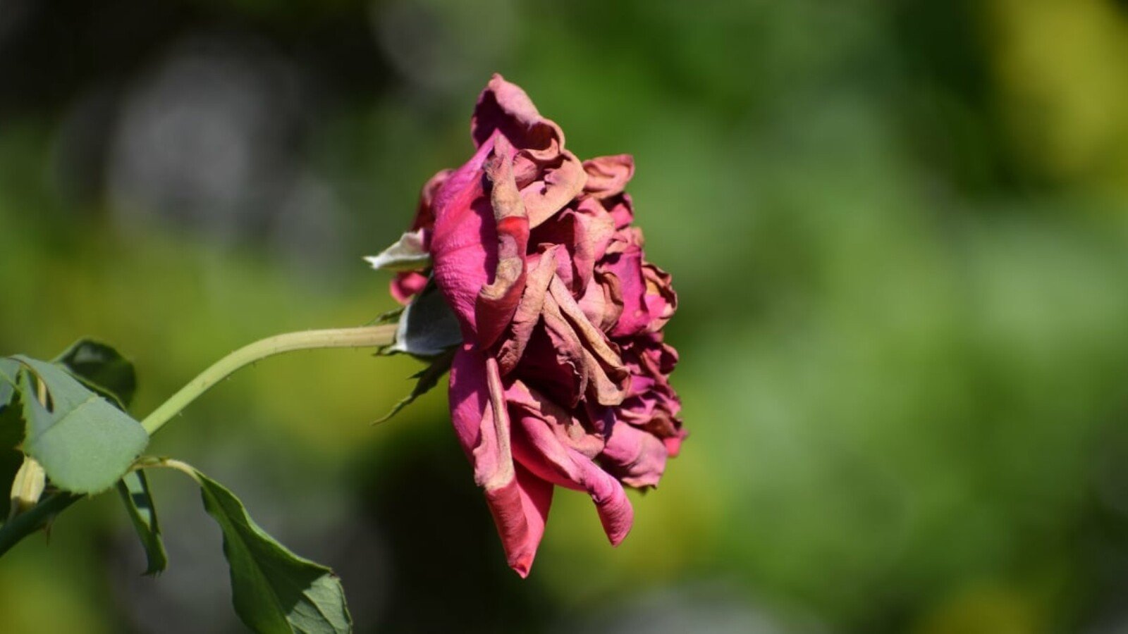 7 Tips For Reviving a Dying Rosebush
