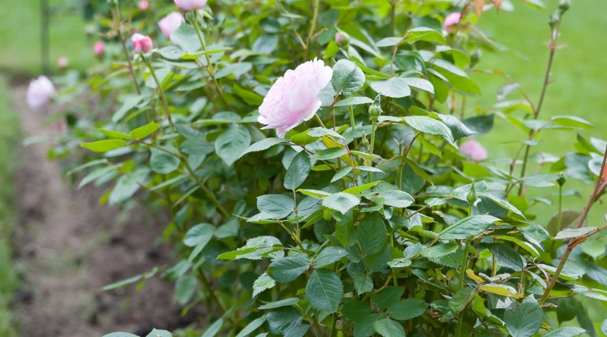 A group of rose plants in a garden features large, soft, light pink rose flowers blooming on thin, flexible, green branches. The flowers are in various stages of blooming, from tight buds to full blooms. The small, green leaves add to the plant's delicate appearance and the garden's overall beauty.