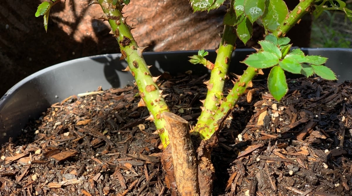 A healthy rose plant thrives in a pot filled with brown soil and wood mulch. Its thick green branches are covered in thorns, with a grafted section near the rootstock. The plant has small, shiny, green leaves.