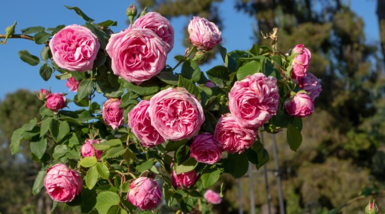 15 Essential Rose-Growing Tips