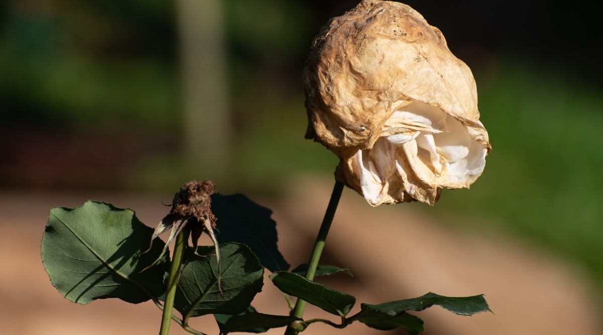 Roses infected with disease growing in garden. The white flower is wilted, and the bud of a new flower is also affected, so it is dying before it can even start growing.