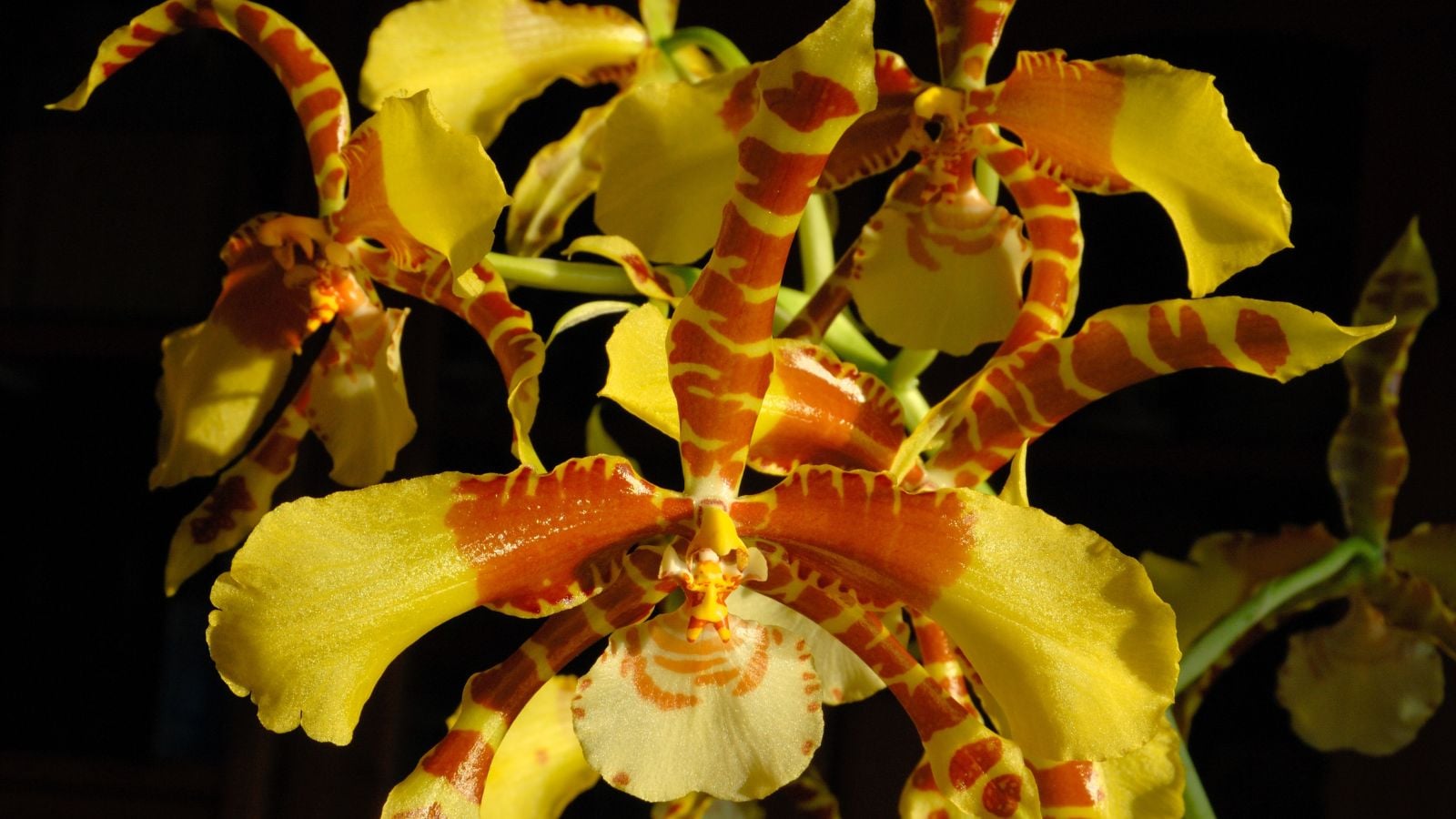 A shot of multiple Rossioglossum grande blooms appearing to have a bright yellow color with brown markings on the petals with a dark background