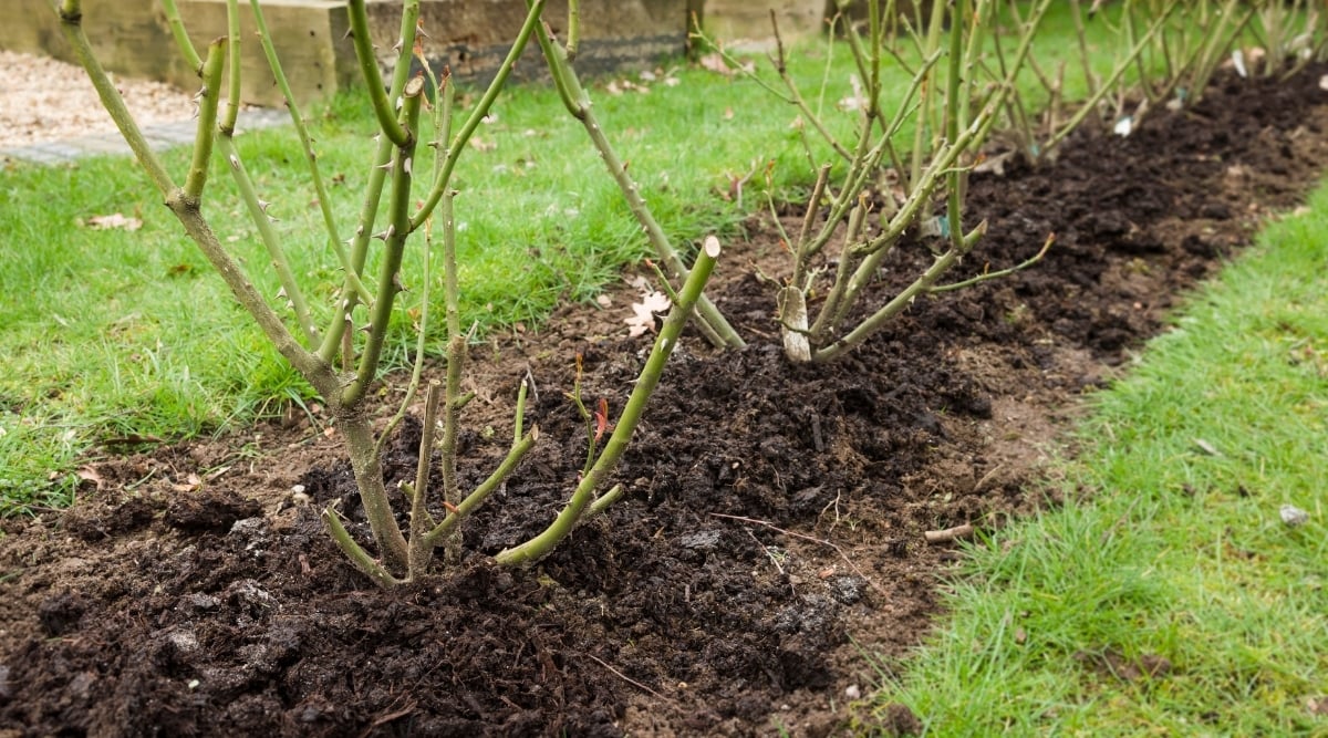 A row of rose bushes standing tall with sturdy, green branches, with cuts in their bodies to allow for grafting. The roses grow in rich, brown soil. Green grasses surrounding the row add a natural and vibrant touch to the garden.