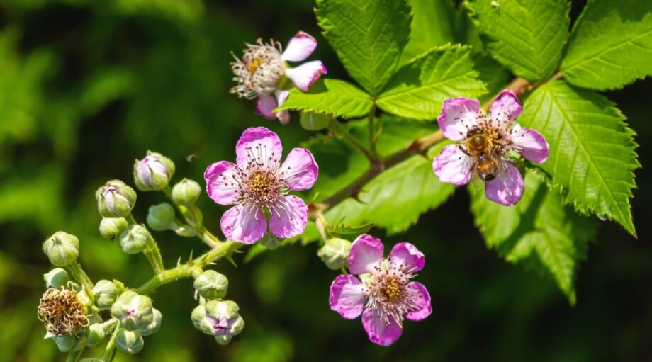 Top 21 Shrubs for Pollinators