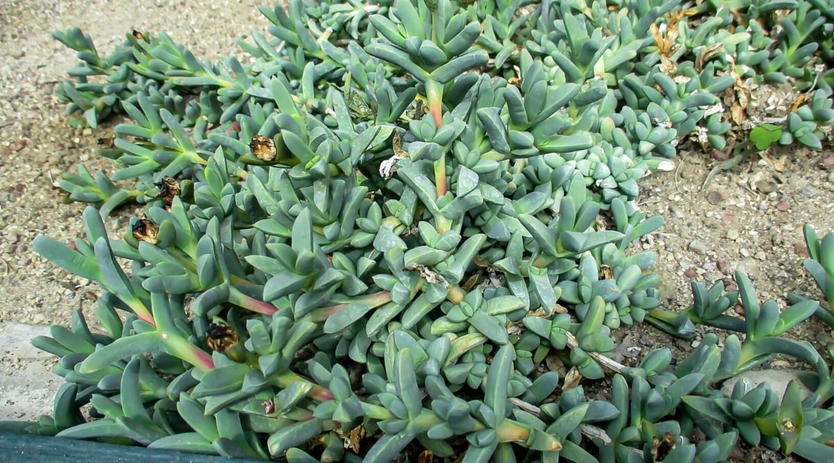 Close-up of Ruschia lineolata &lsquo;Nana&rsquo; plant in the garden. Ruschia lineolata &lsquo;Nana,&rsquo; commonly known as dwarf trailing ice plant, is a petite and eye-catching succulent ground cover. It features tiny, linear to needle-like leaves that are bright green and grow densely along its creeping stems, creating a lush and compact mat.