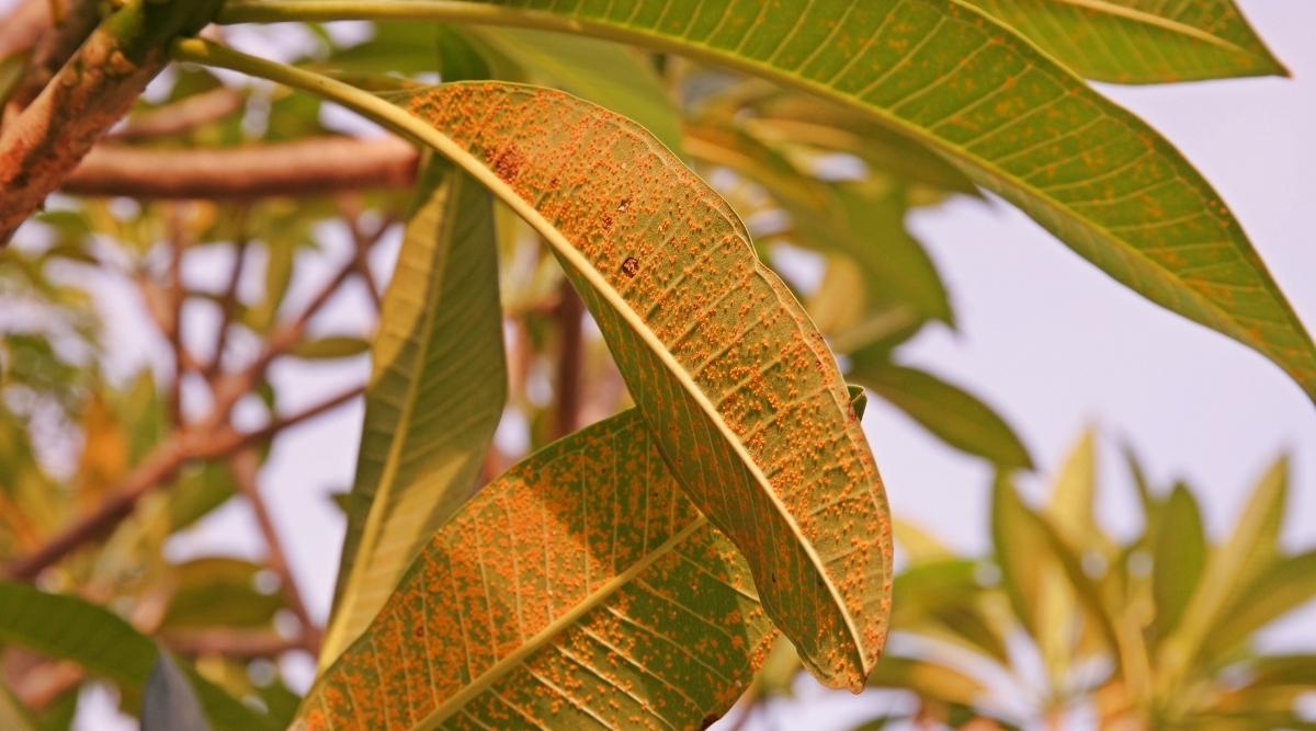 Rust on Back of Leaves