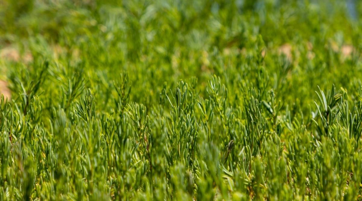 Saltwort