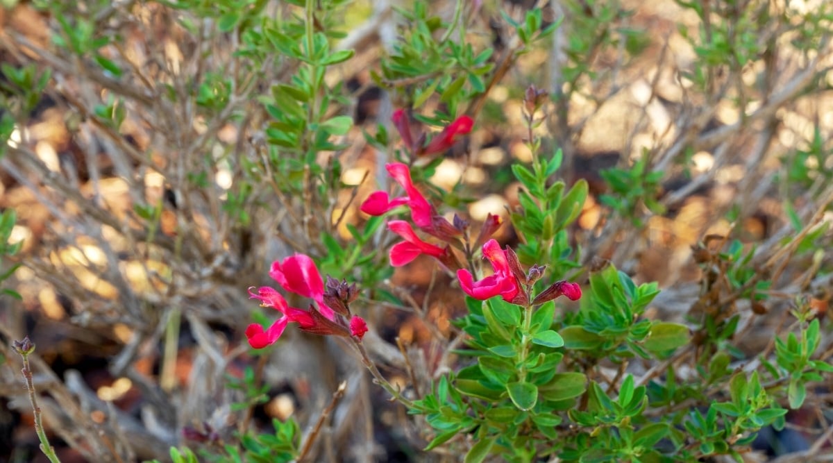 Close-up of a flowering plant Salvia greggii &lsquo;Furman&rsquo;s Red&rsquo; in the garden. The plant has bright green evergreen, small shiny, oval leaves. Furman&rsquo;s Red Sage blooms with bright red flowers.