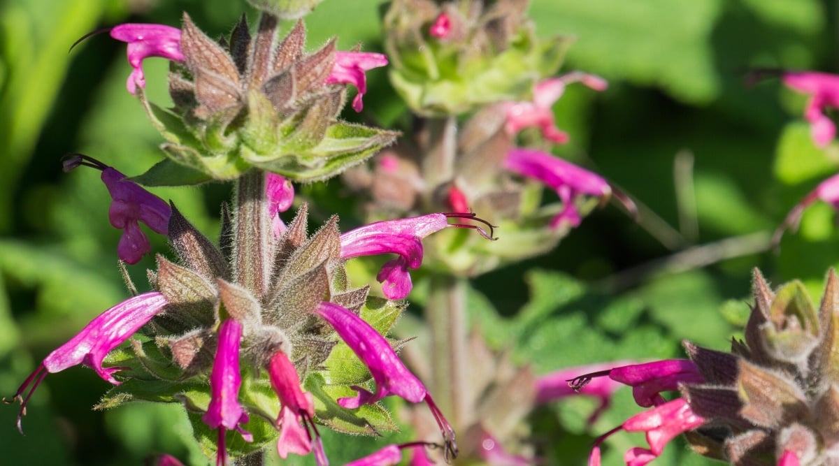 Close up of a tall, fuzzy flower stalk with tiny, bright pink flowers growing up the stalk.