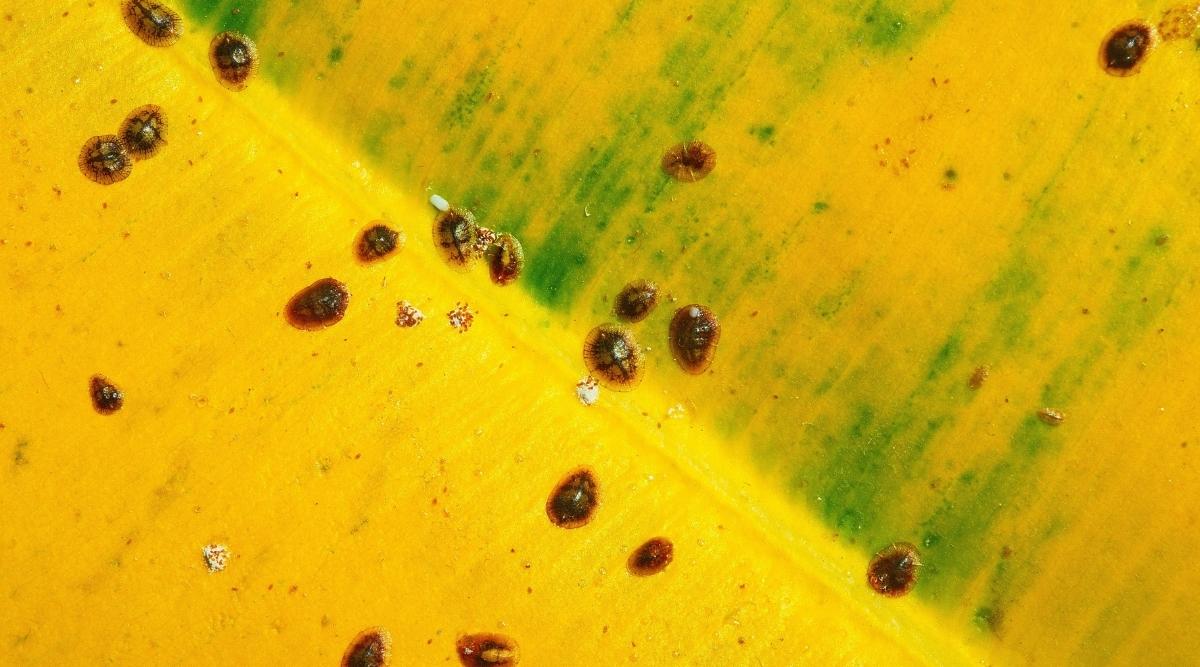 Scale on Houseplant