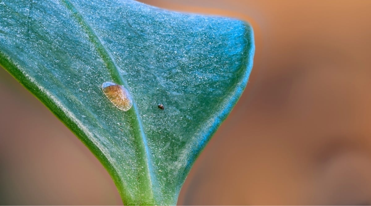 Close-up of a leaf of a houseplant with a scale. The leaf is dark green, large, smooth, juicy. A scale is a brown insect attached to a plant leaf and has a hard body/shell.