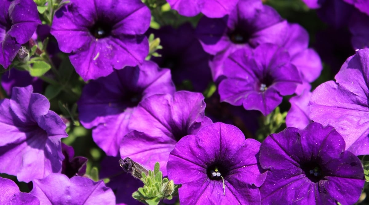 Close-up of flowers of &lsquo;Mambo Purple&rsquo; petunia blooming almost completely covering the green foliage. Large open tubular flowers with dark throats and fused petals. The leaves are small, oval, covered with tiny white hairs. Flowers illuminated by sunlight.