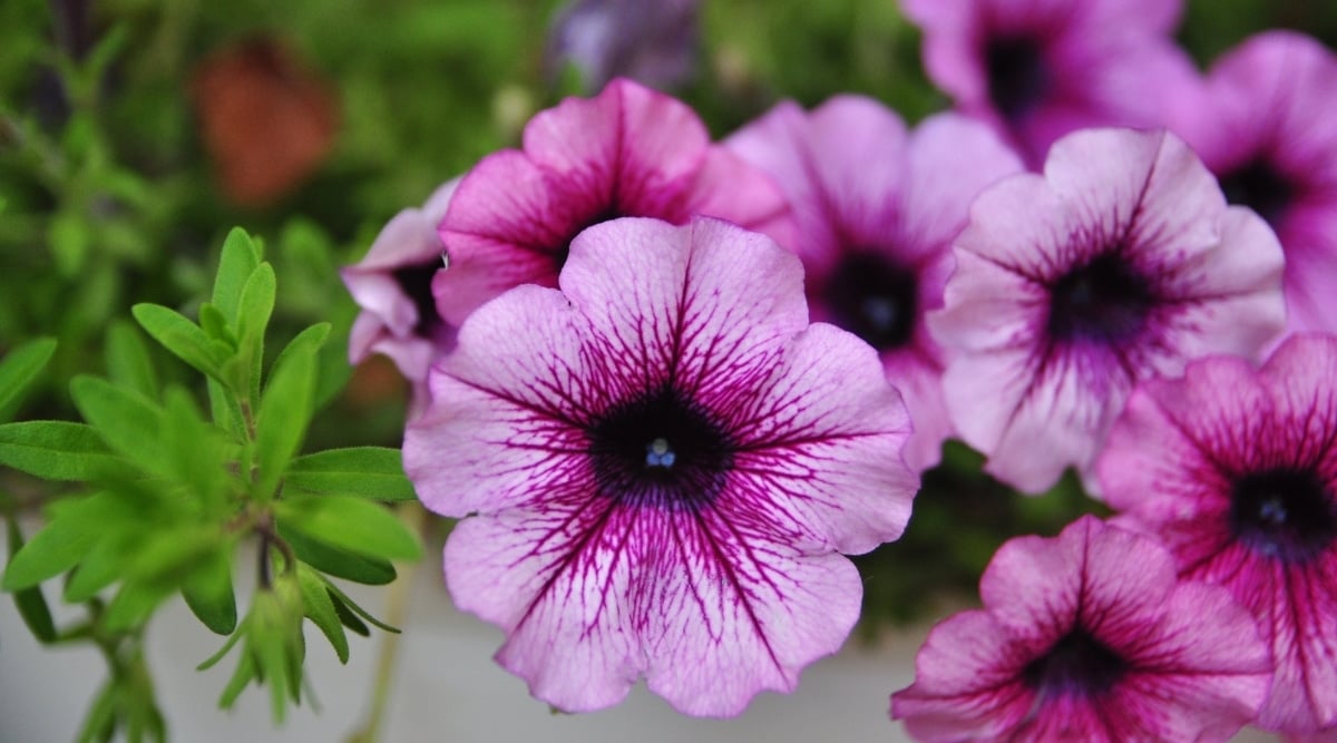 A close-up of a blooming &lsquo;Sugar Daddy&rsquo; petunia against a blurred background of blooming petunias and bright green branched foliage. Delicate purple funnel-shaped flower with a dark throat, with 5 fused petals covered with darker veins. The leaves are small, oval, hairy.
