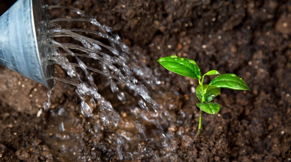 Seedling Being Watered