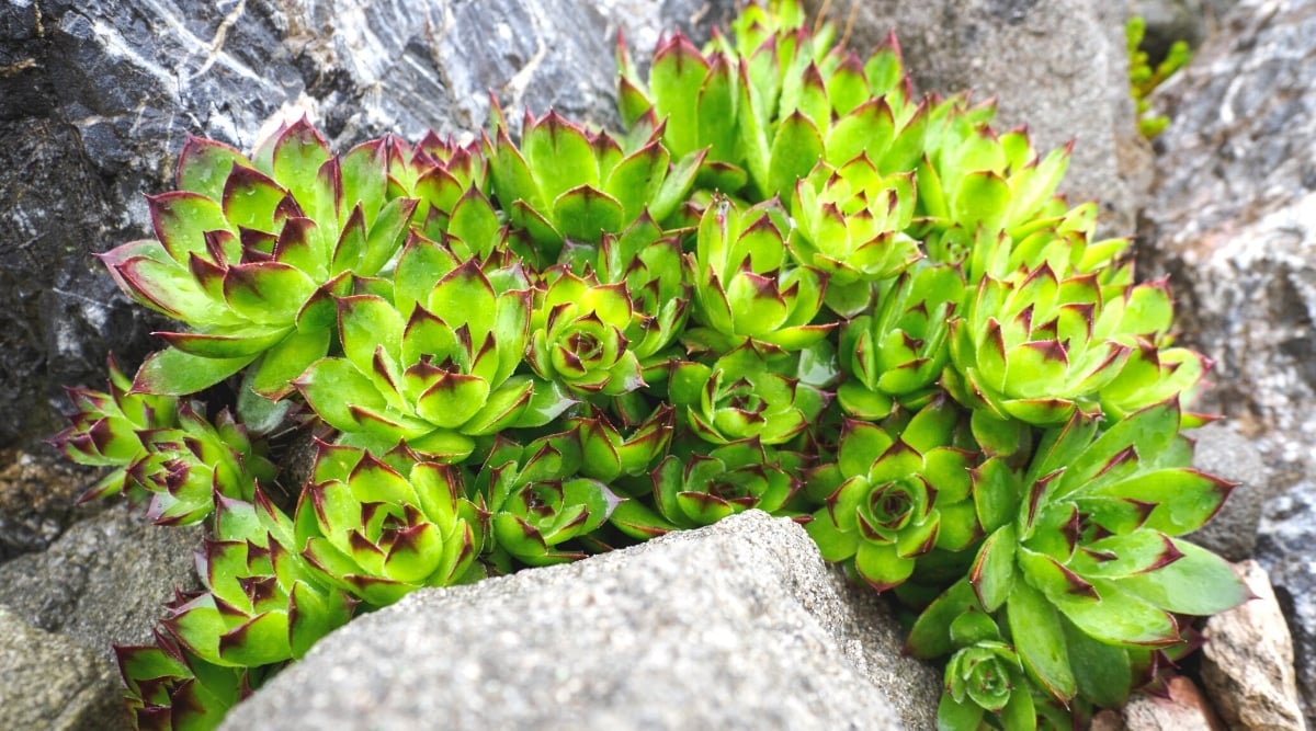 Close-up of a Hens and chicks plant growing between rocks in a garden. It is a succulent plant that produces rosettes of thick fleshy bright green leaves with purple-red tips. The leaves are oval in shape, with pointed tips.