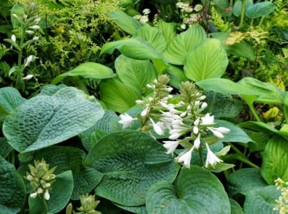 shade garden tips