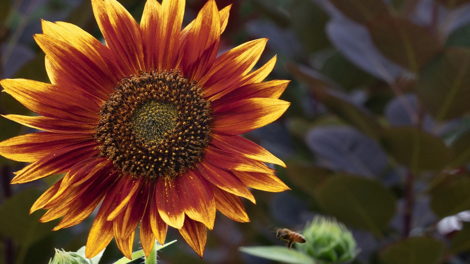 A close-up shot of a red-brown flower with yellow tips and a dark brown center called the Shock o’ Lat