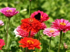 Showing how to grow zinnia, appearing to have an area covered in lovely blooms in various colors while a dark-colored butterfly sits on one of the flowers