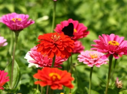 Showing how to grow zinnia, appearing to have an area covered in lovely blooms in various colors while a dark-colored butterfly sits on one of the flowers