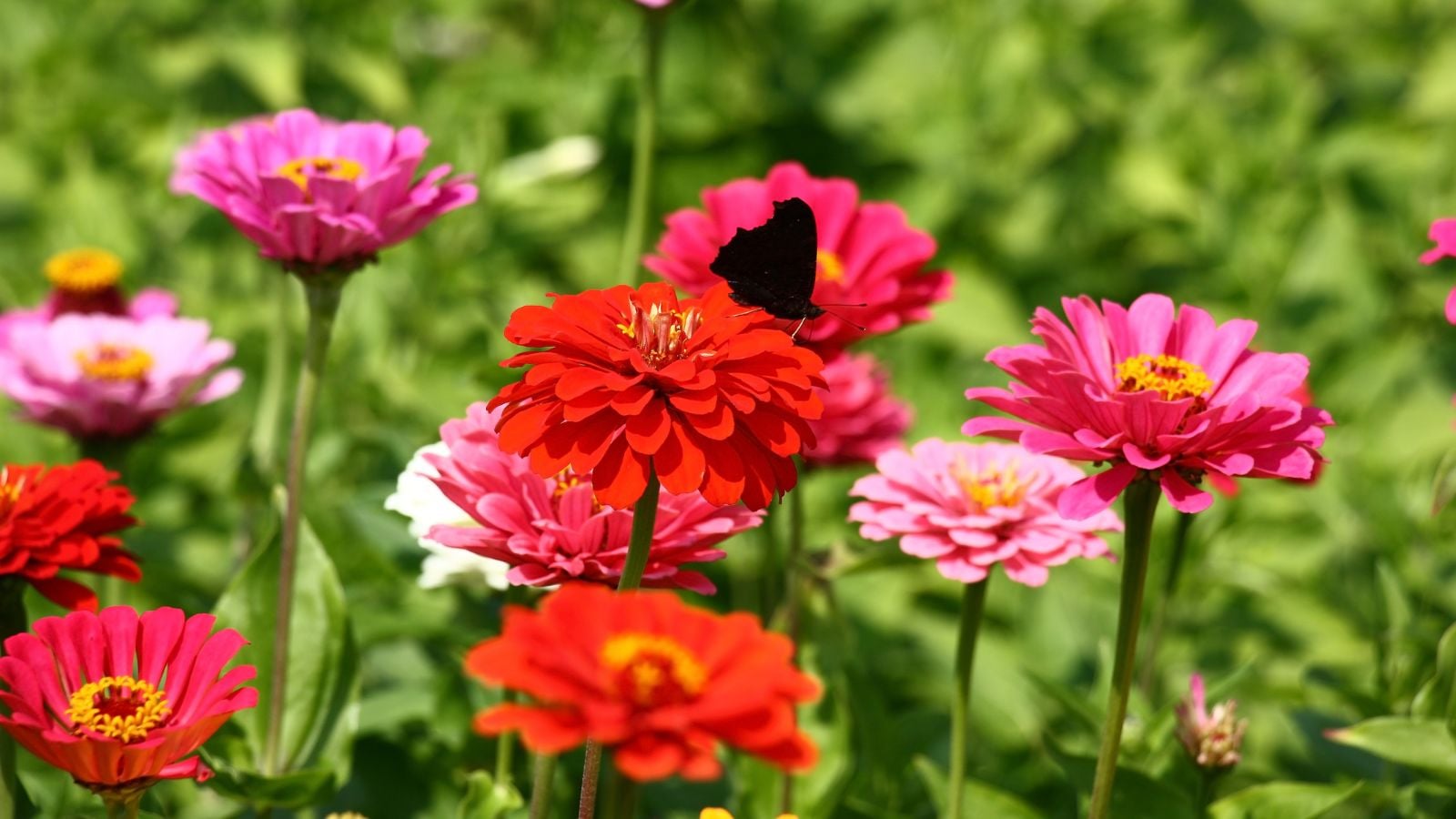Showing how to grow zinnia, appearing to have an area covered in lovely blooms in various colors while a dark-colored butterfly sits on one of the flowers