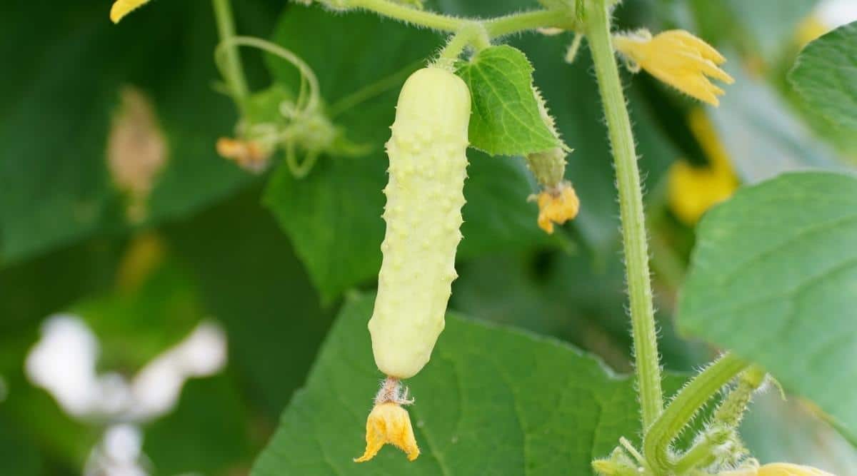 A plant with a light-colored fruit called Silver Slicer, surrounded by bright green leaves and yellow buds