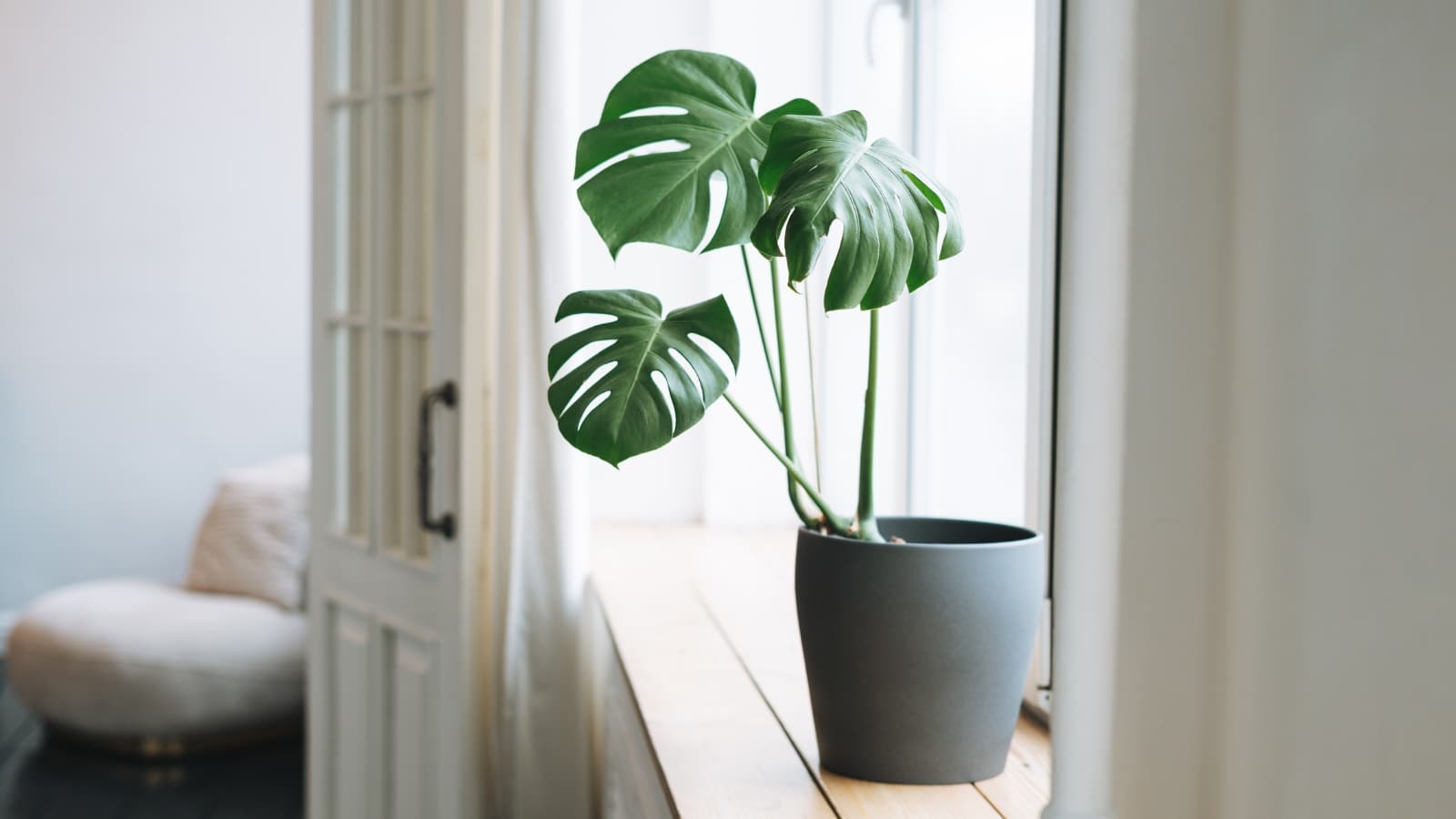 image.title The Beauty Of Less: Unveiling The Advantages Of Minimalist Houseplants