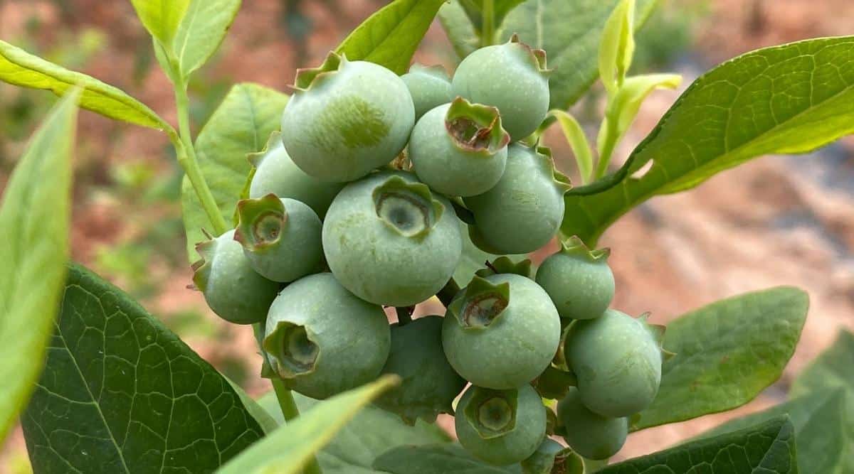 Green Berry Green Berry