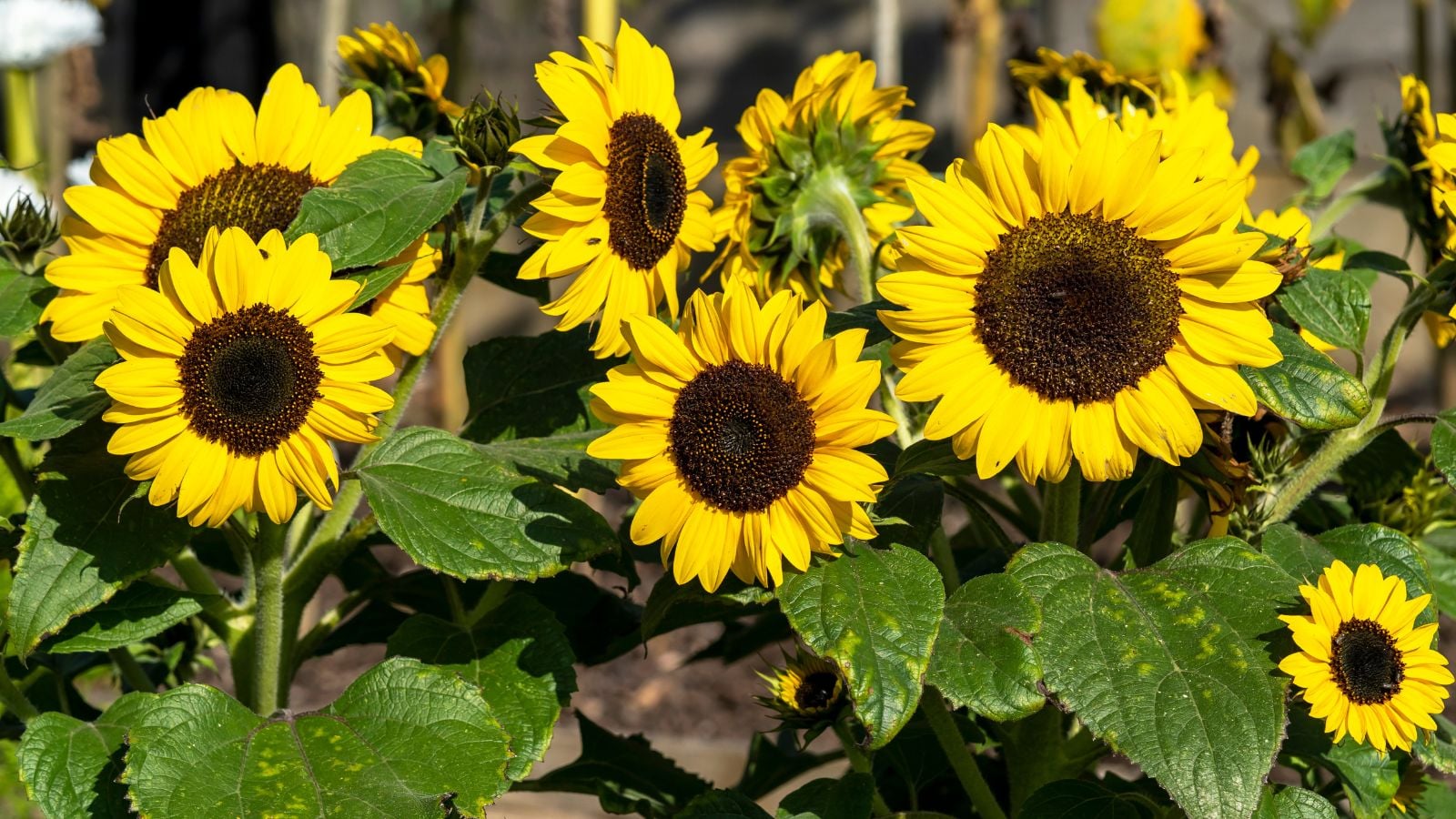 A close-up shot of a small composition of developing, dwarf variety of flowers called the Smiley, showcasing its deep yellow petals and dark centers
