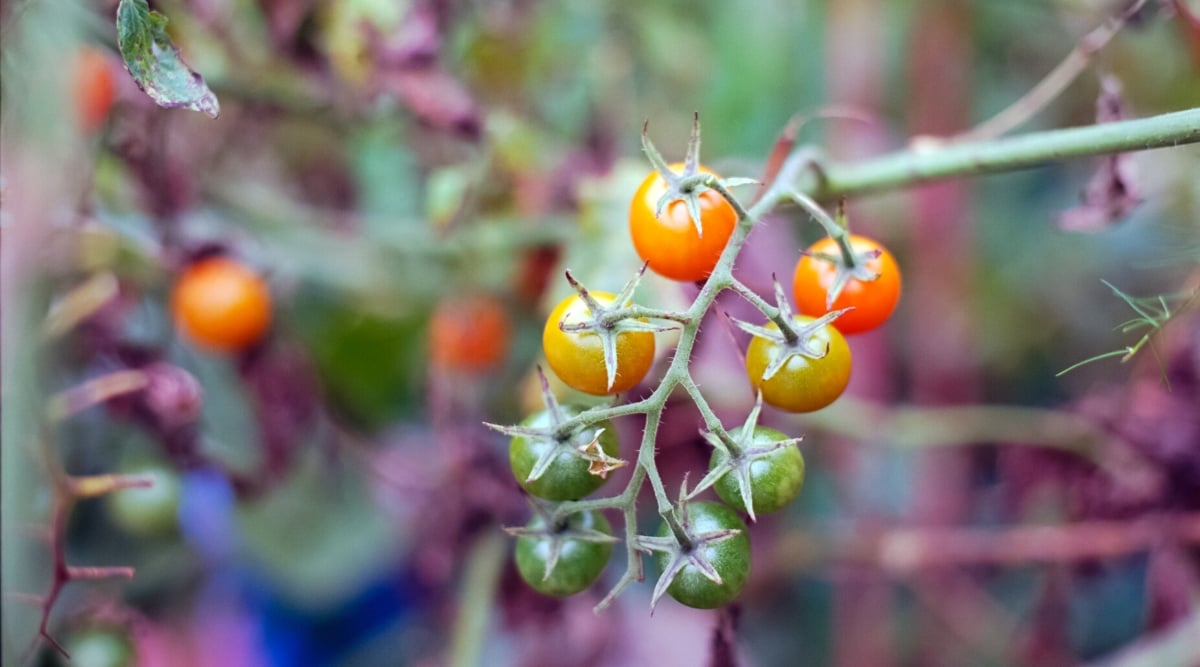 Close-up of ripe Solanum lycopersicum &lsquo;Rainbow Blend&rsquo; tomatoes against a blurred garden background. It produces small, cherry-sized tomatoes that come in an array of colors, including red, yellow, green, and orange. These tomatoes are round, smooth, and have a glossy skin.