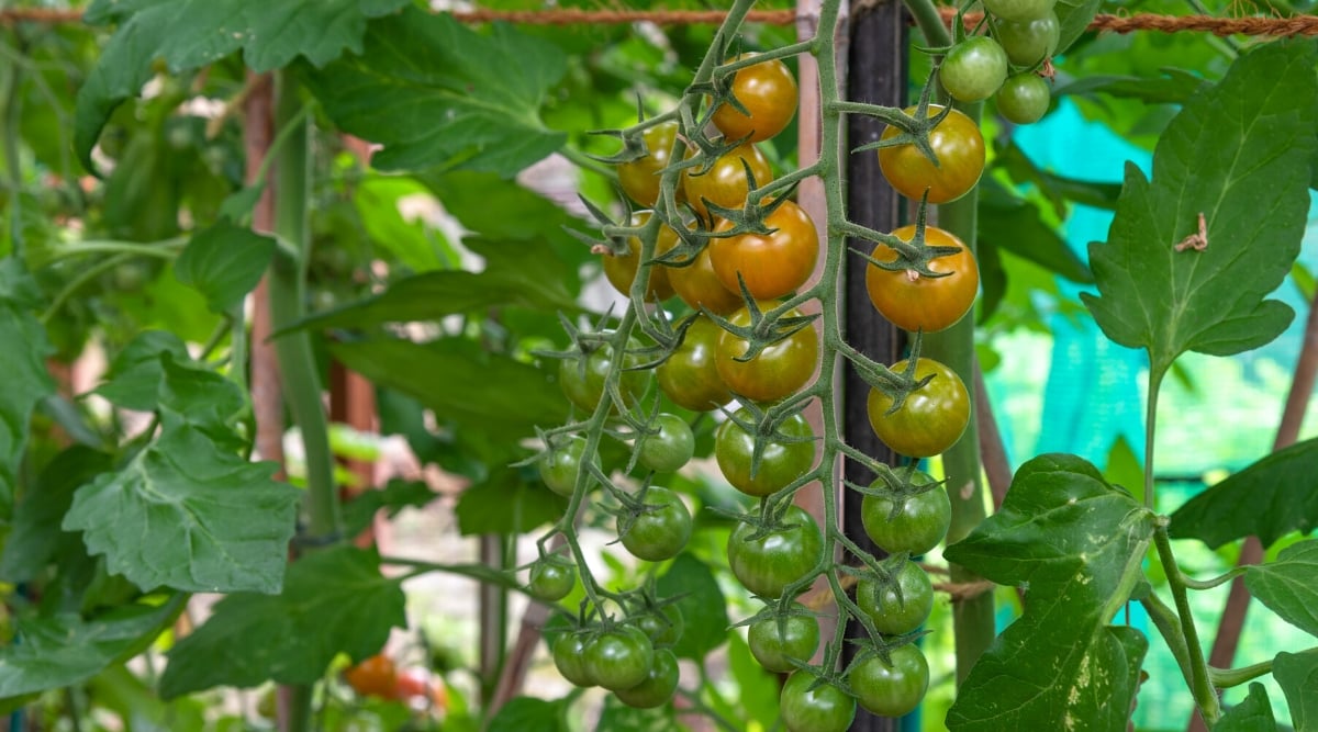 Close-up of Solanum lycopersicum &lsquo;Sun Gold&rsquo; plant with ripe fruits. The Solanum lycopersicum &lsquo;Sun Gold&rsquo; plant is a vigorous indeterminate cherry tomato variety. Its leaves are typical of tomato plants, featuring deep green, serrated foliage. The fruits it produces are small, round, and golden-orange in color.